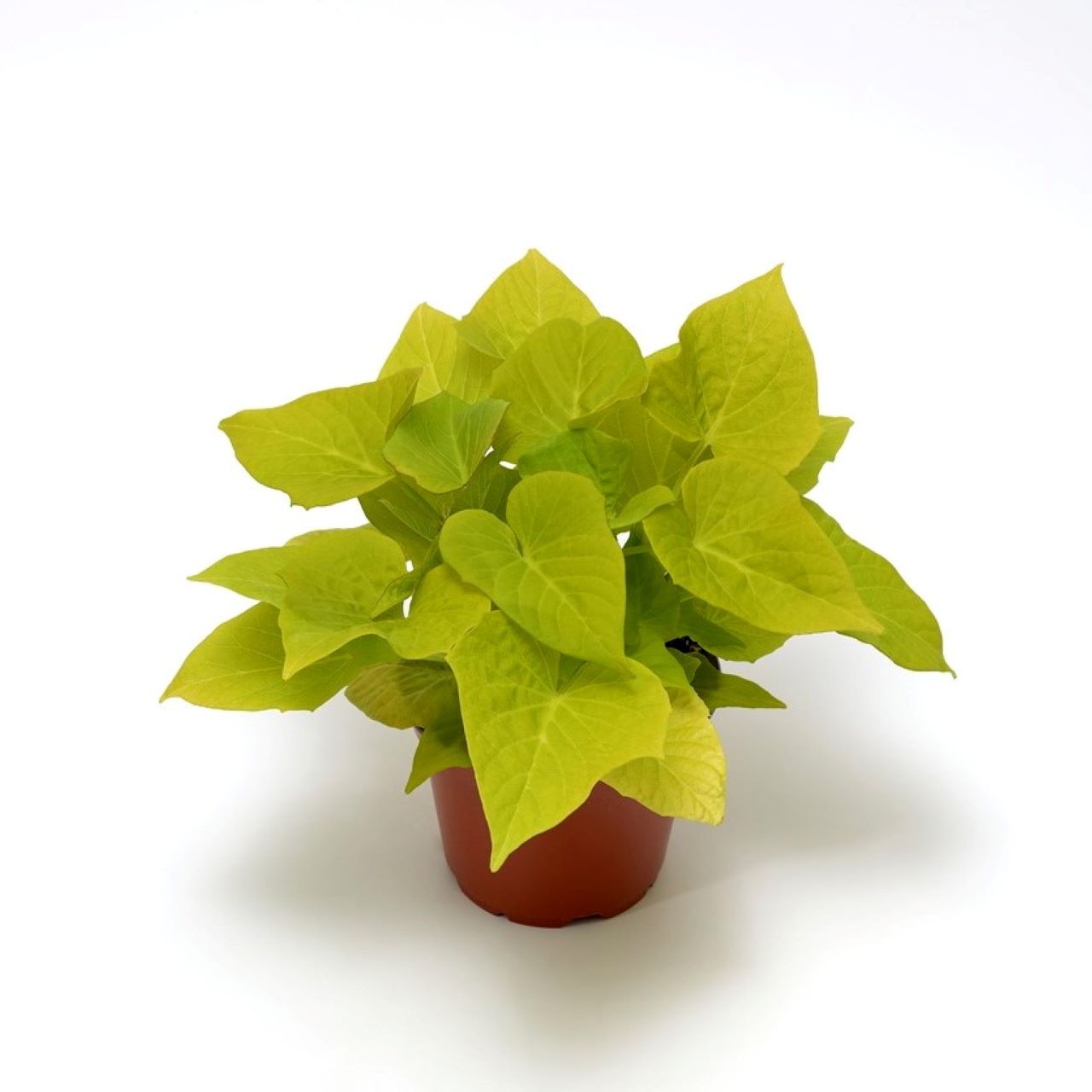 Ipomoea Sidekick Lime Heart - 4.33" Premium Annual