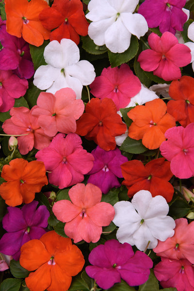 Impatiens Beacon Formula Mix - 4 Pack Annual