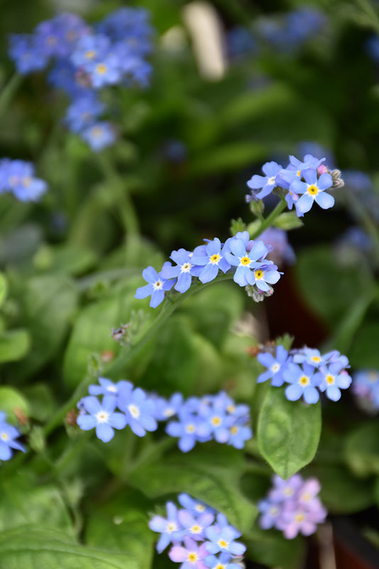 Myosotis Forget Me Not Bluesylva - 6" Perennial