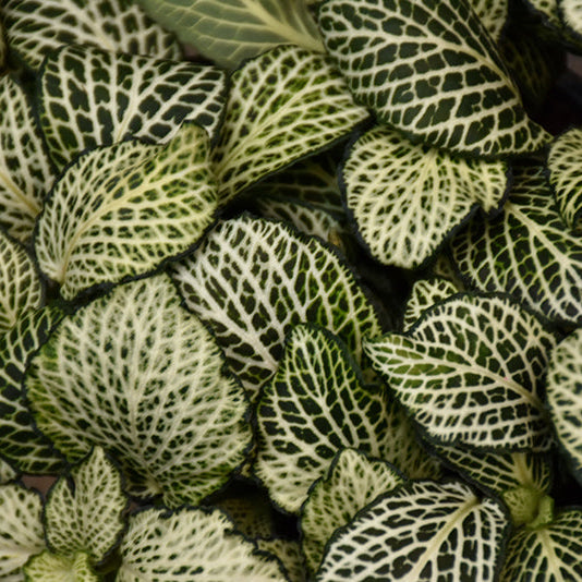 White Vein Mosaic Plant - Fittonia albivenis - 4" Pot