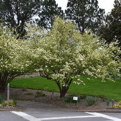 Viburnum Blackhaw