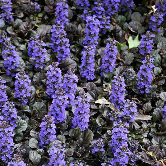 Ajuga Bugleweed Black Scallop - 6" Perennial