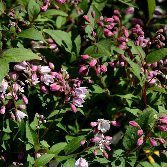 Deutzia Yuki Cherry Blossom