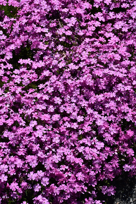 Phlox Creeping Phlox Creeping Emerald Pink - 6" Perennial