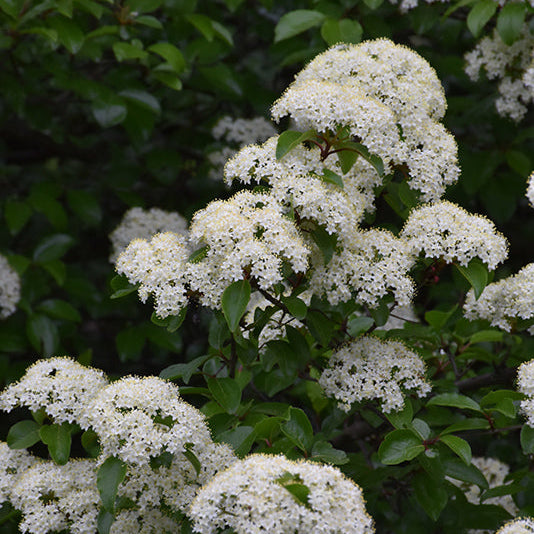 Viburnum Blackhaw