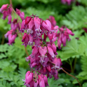 Dicentra Bleeding Heart Luxuriant