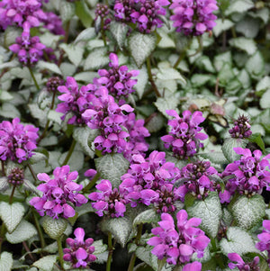Lamium Dead Nettle Purple Dragon - 6" Perennial