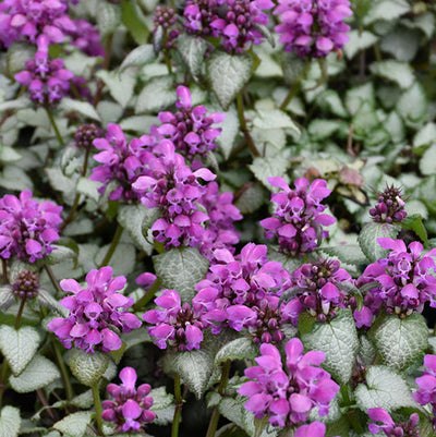 Lamium Dead Nettle Purple Dragon - 6" Perennial