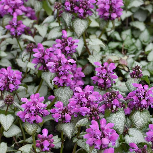 Lamium Dead Nettle Purple Dragon - 6" Perennial