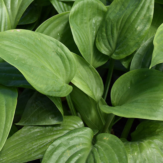 Hosta Plantain Lily Humpback Whale