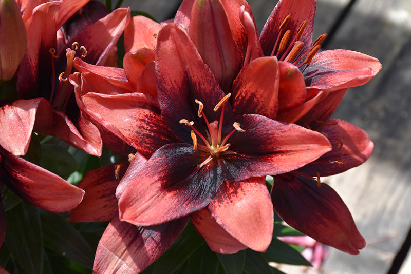 Lilium Lily Lily Looks Tiny Shadow