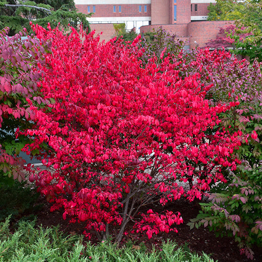 Euonymus Burning Bush Compact