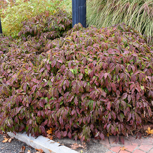 Kelsey Dogwood – Cornus stolonifera