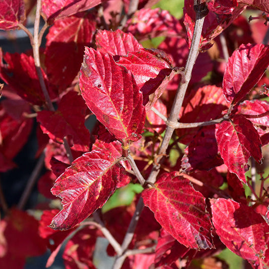 Viburnum Chicago Lustre