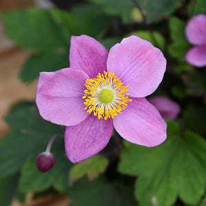 Anemone Wind Flowers September Charm