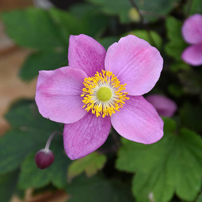 Anemone Wind Flowers September Charm