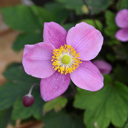 Anemone Wind Flowers September Charm