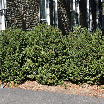 Buxus Green Mountain