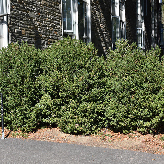 Buxus Green Mountain