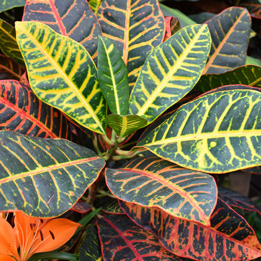 Petra Variegated Croton - Codiaeum variegatum - 4" Pot