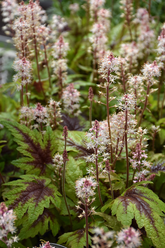 Tiarella Foam Flower Sugar and Spice