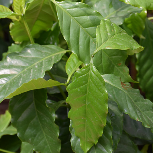 Arabian Coffee - Coffea arabica - 4" Pot
