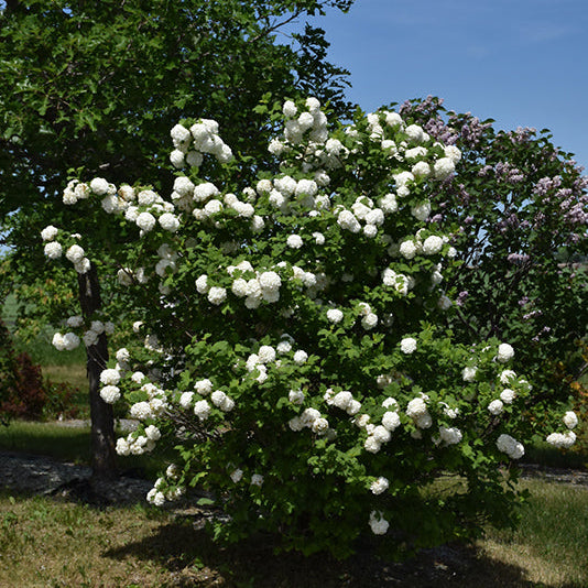 Viburnum Snowball