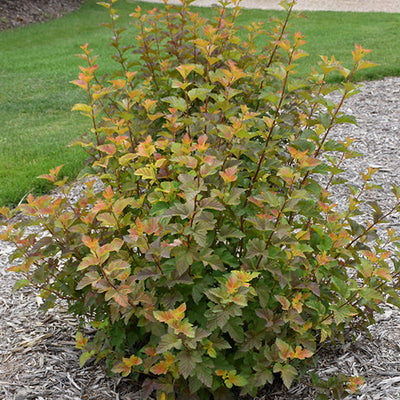 Physocarpus Amber Jubilee