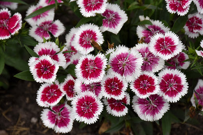 Dianthus Floral Lace Picotee - 4 Pack Annual