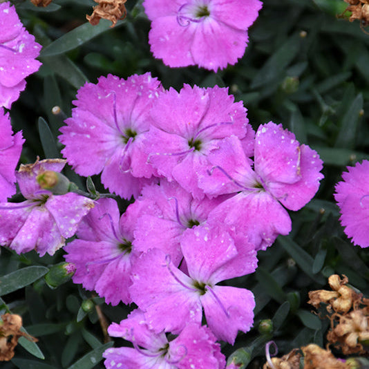 Dianthus Pinks Paint The Town Fuchsia - 6" Perennial