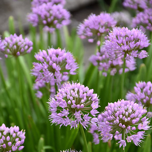 Allium Ornamental Onion Summer Beauty