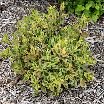Weigela Rainbow Sensation