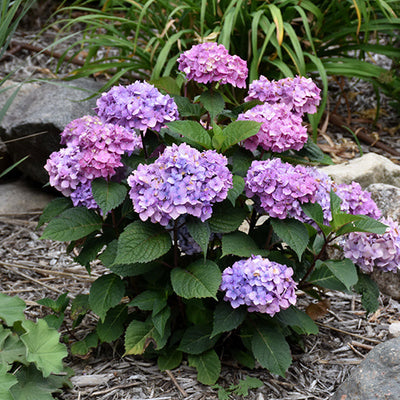 Hydrangea Endless Summer Bloomstruck