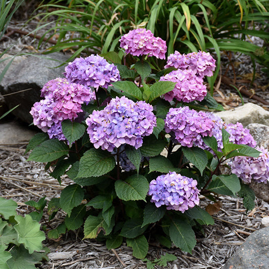Hydrangea Endless Summer Bloomstruck