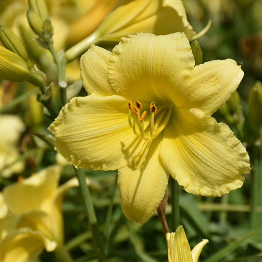 Hemerocallis Daylily Stella Supreme