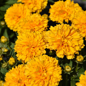 Coreopsis Tickseed Solanna Golden Sphere