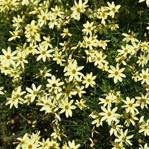 Coreopsis Tickseed Moonbeam