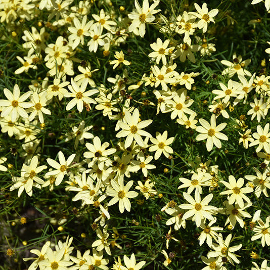 Coreopsis Tickseed Moonbeam