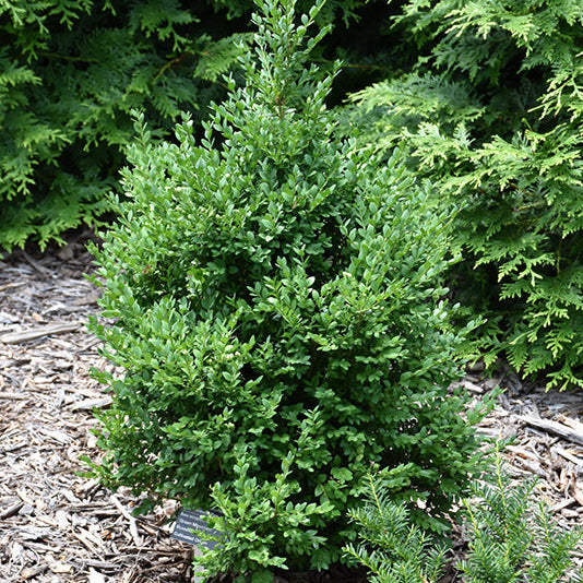 Buxus Green Mountain