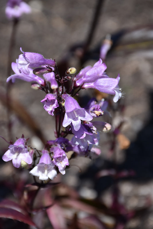 Penstemon Beardtongue Black Beard