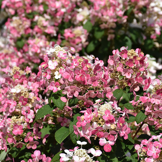 Hydrangea Little Quick Fire