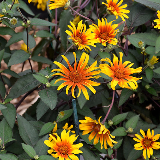 Heliopsis False Sunflower Burning Hearts