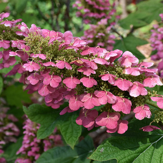 Hydrangea Gatsby Gal Oakleaf
