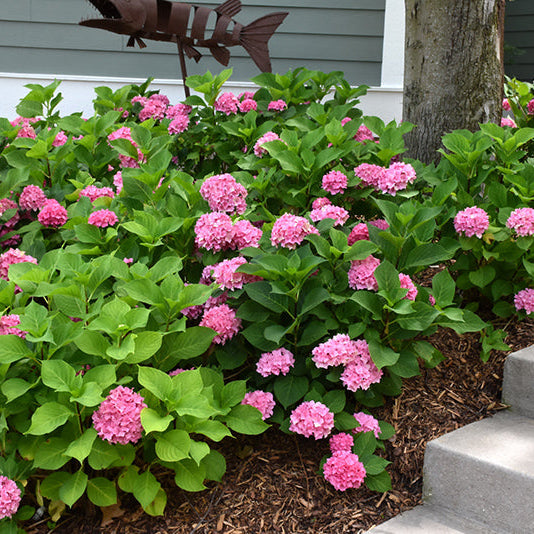 Hydrangea Let's Dance Rhythmic Blue