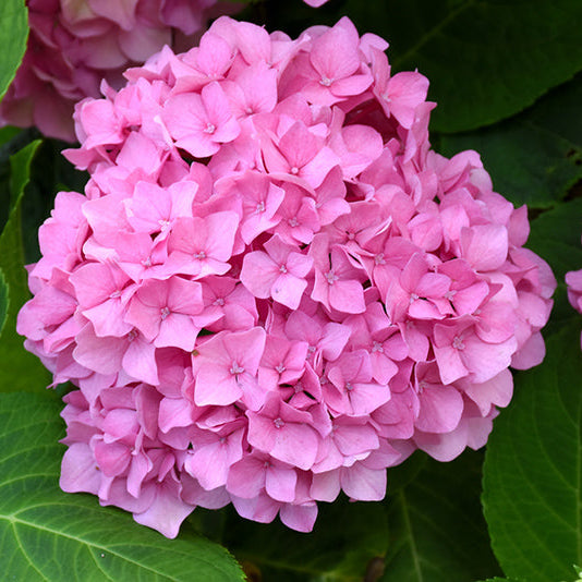 Close-up of a pink hydrangea flower with green leaves in the background