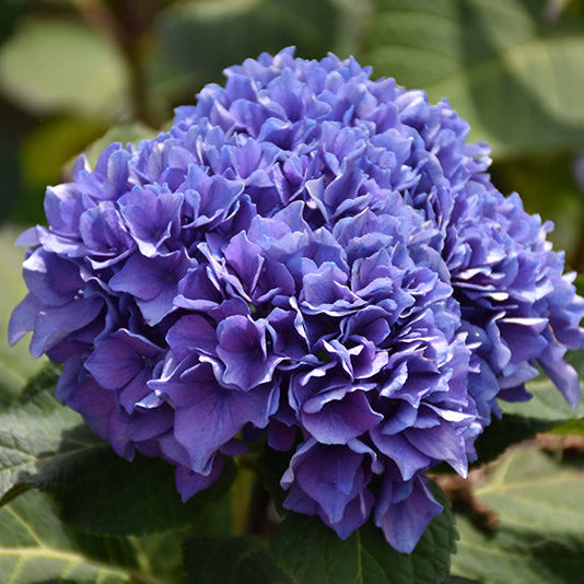 Hydrangea Let's Dance Rhythmic Blue