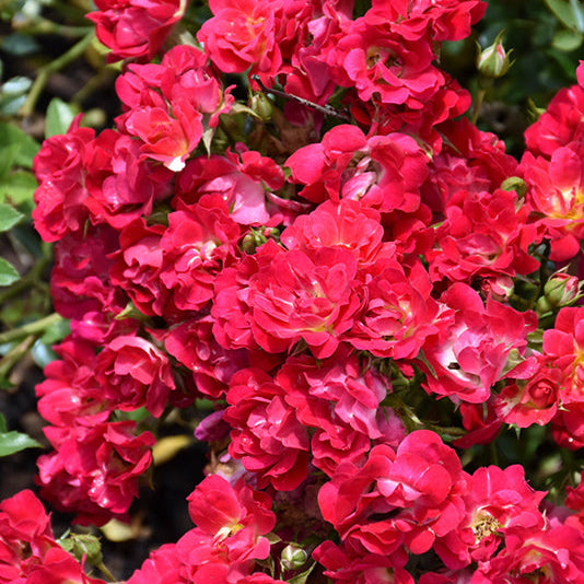 Rose Drift Red