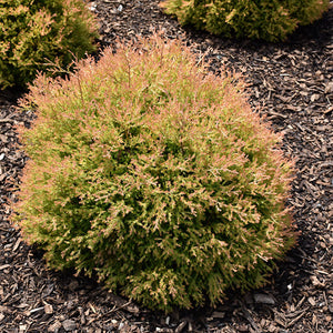 Thuja Fire Chief