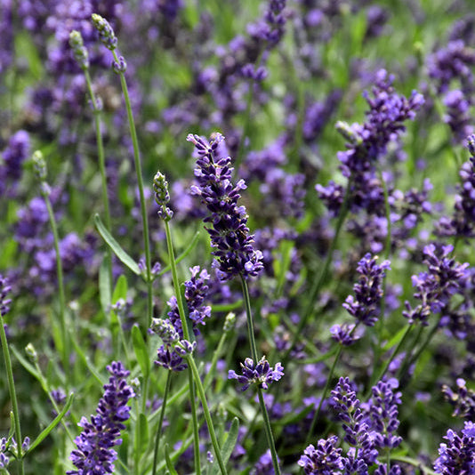 Lavandula Lavender Superblue