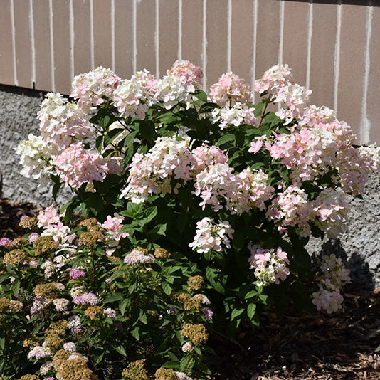 Hydrangea Little Quick Fire